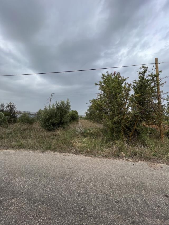 (For Sale) Land Agricultural Land  || East Attica/Polidendri - 1.700 Sq.m, 20.000€ 